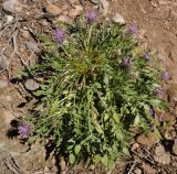 Centaurea raphanina ssp. mixta