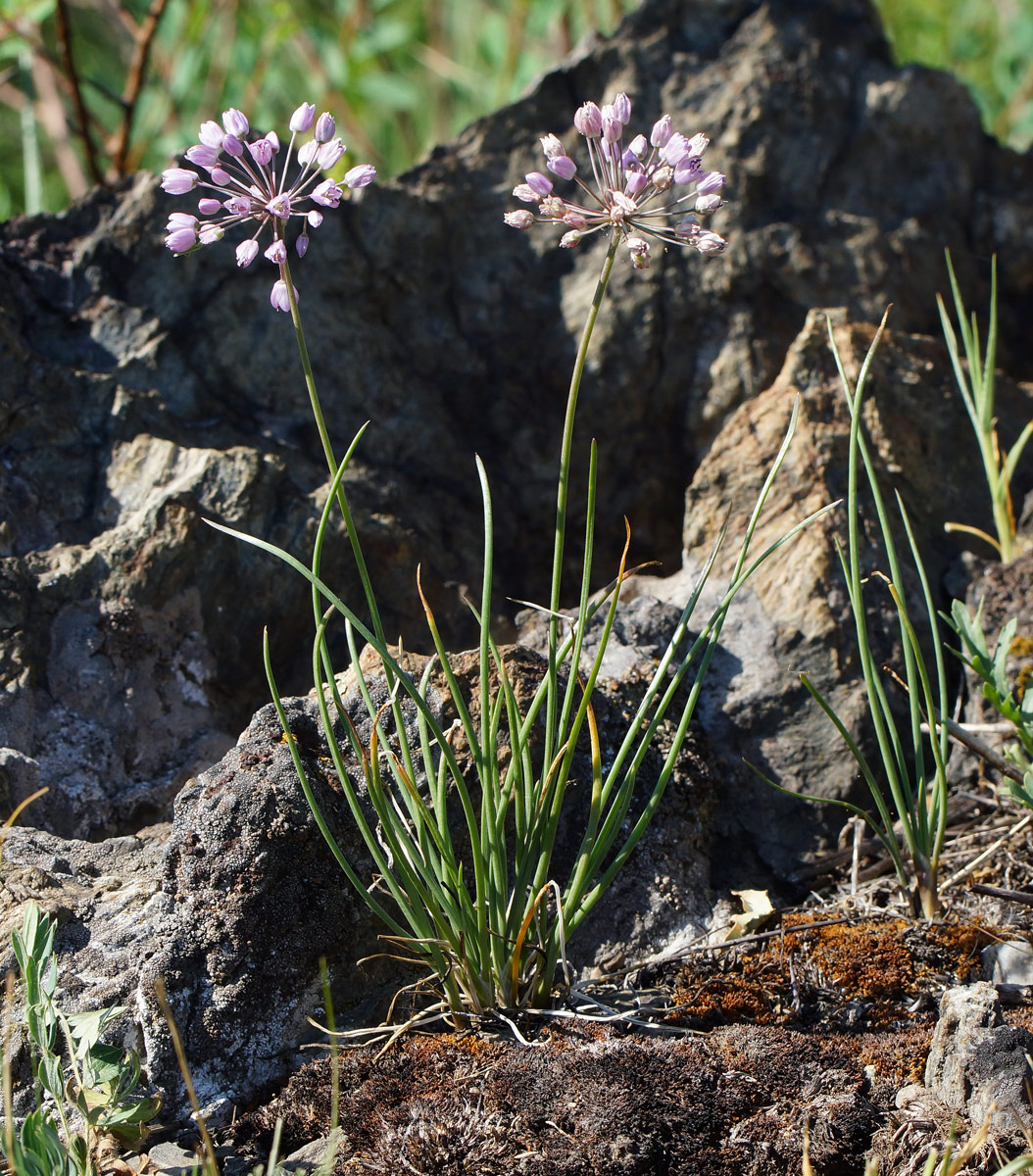 Изображение особи Allium rubens.