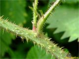 Rubus hirtus