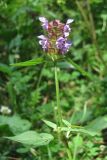 Prunella vulgaris