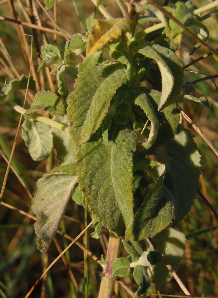 Изображение особи Mentha longifolia.
