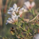 Asperula tephrocarpa