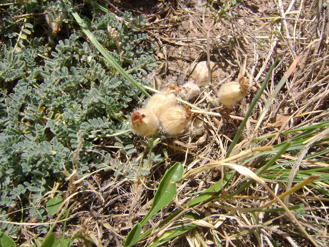 Изображение особи Astragalus karakuschensis.