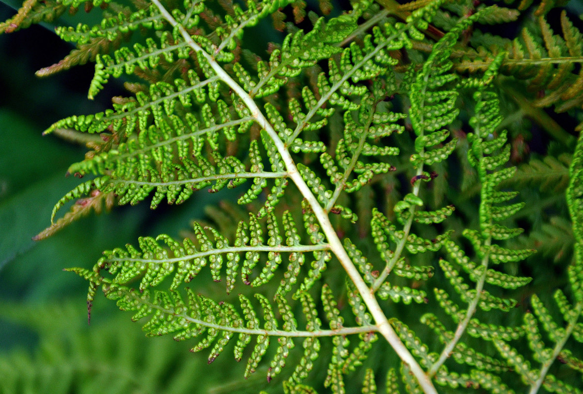 Изображение особи Athyrium distentifolium.