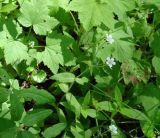 Cerastium pauciflorum. Верхушка цветущего растения (на заднем плане листья смородины). Иркутская обл., Слюдянский р-н, долина р. Слюдянка, редкий смешанный лес. 24.06.2018.