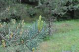 Pinus sylvestris подвид hamata. Верхушка ветви. Грузия, Боржоми-Харагаульский национальный парк, дно долины руч. Квабисхеви, ≈ 1150 м н.у.м. 26.05.2018.