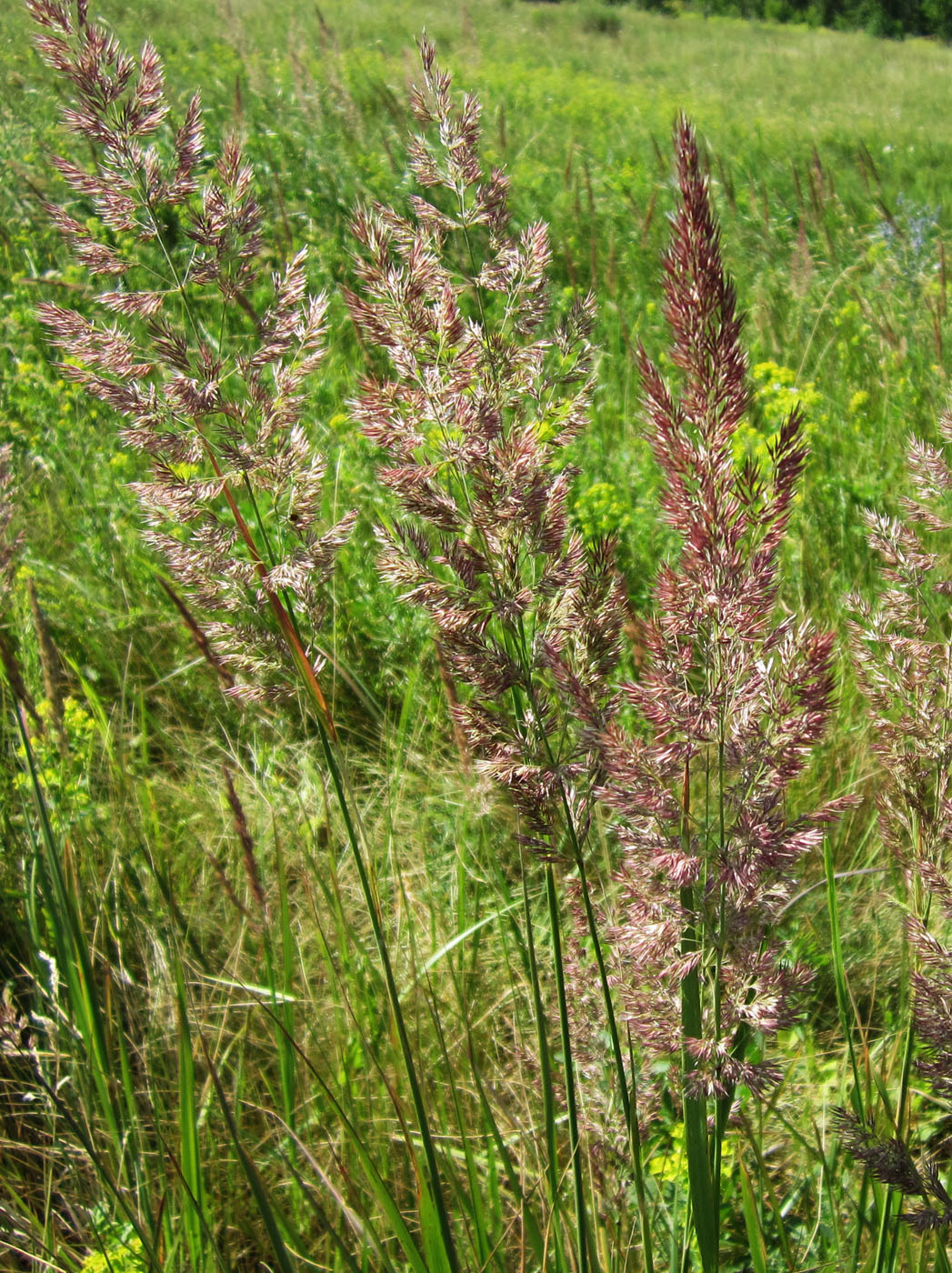 Изображение особи Calamagrostis epigeios.