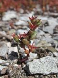 Sedum cespitosum