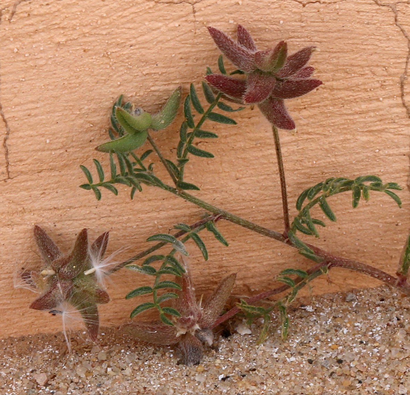 Изображение особи Astragalus asterias.