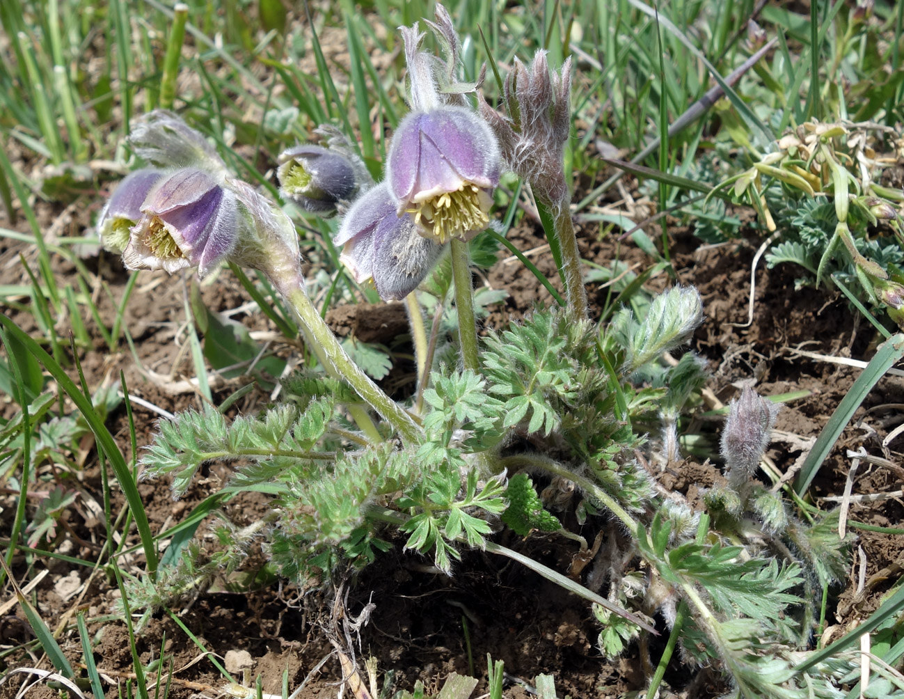 Изображение особи Pulsatilla campanella.