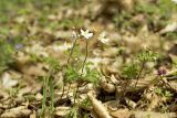 Isopyrum thalictroides