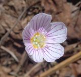 Oxalis acetosella