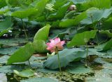 Nelumbo komarovii