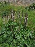 Acanthus mollis. Цветущие растения. Греция, о. Родос, г. Родос, Родосская крепость (Дворец великих магистров), травянистый склон. 11 мая 2011 г.