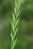 Elymus caninus