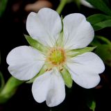 Potentilla alba