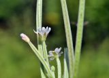 Epilobium fastigiato-ramosum