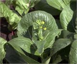 Brassica разновидность chinensis