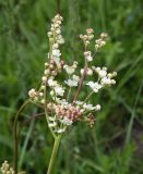 Filipendula vulgaris. Расцветающие соцветия. Республика Ингушетия, Джейрахский р-н, окр. ур. Мухул, высота ок. 2000 м н.у.м., перешеек между двумя глубокими оврагами, луг. 18 июня 2022 г.