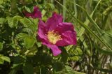 Rosa rugosa