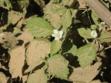 Rubus caesius