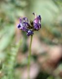 Oxytropis tschimganica