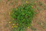 Potentilla intermedia