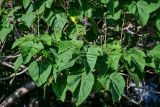 Paulownia tomentosa. Верхушка ветви с незрелыми соплодиями. Грузия, Аджария, г. Батуми, в культуре. 17.06.2023.