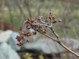 род Enkianthus. Верхушка ветки с почками и остатками соплодий. Краснодар, парк \"Краснодар\", Японский сад, в культуре. 21.03.2024.