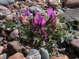 Oxytropis intermedia