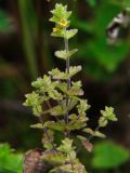 Euphrasia mollis