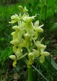 Orchis pallens