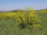 Chamaecytisus ruthenicus. Аспект цветущих растений на вершине останца. Саратовская обл., Татищевский р-н. 6 мая 2012 г.