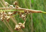 Juncus maritimus