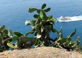 Opuntia ficus-indica. Отцветшее растение. Испания, Каталония, Жирона, Тосса-де-Мар, крепость Вила-Велья. 24.06.2012.