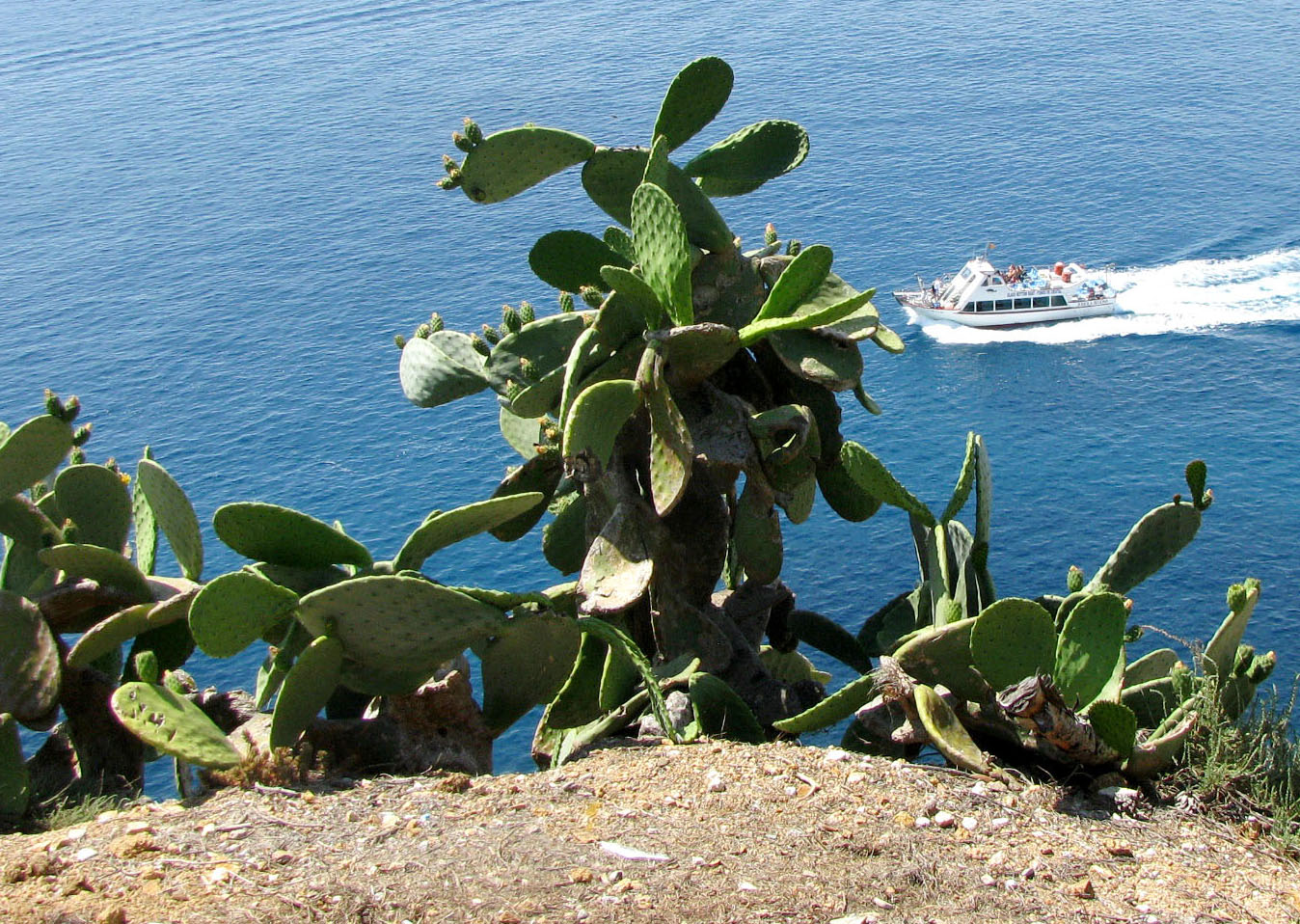 Изображение особи Opuntia ficus-indica.