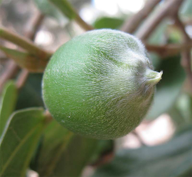 Изображение особи Ficus pumila.