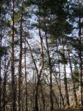 Pinus sylvestris подвид hamata. Молодые деревья. Ставропольский край, г. Кисловодск, территория городского парка отдыха. 30.03.2013.
