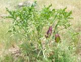 Dracunculus vulgaris