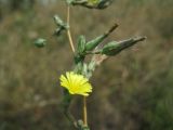 Lactuca serriola