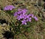 Dianthus pseudarmeria