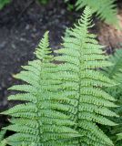 Dryopteris affinis