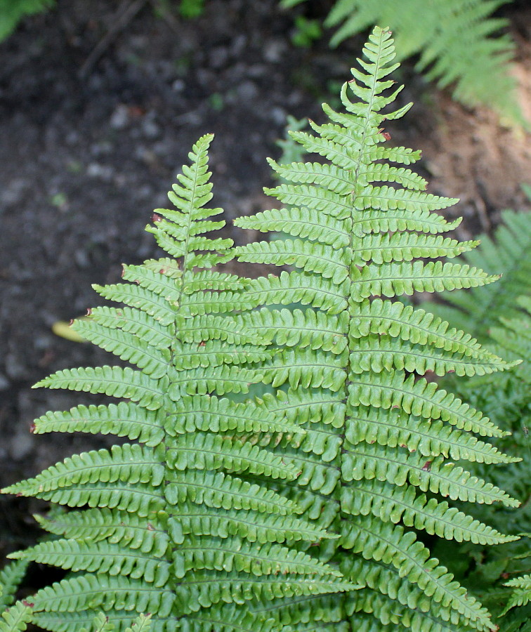 Изображение особи Dryopteris affinis.