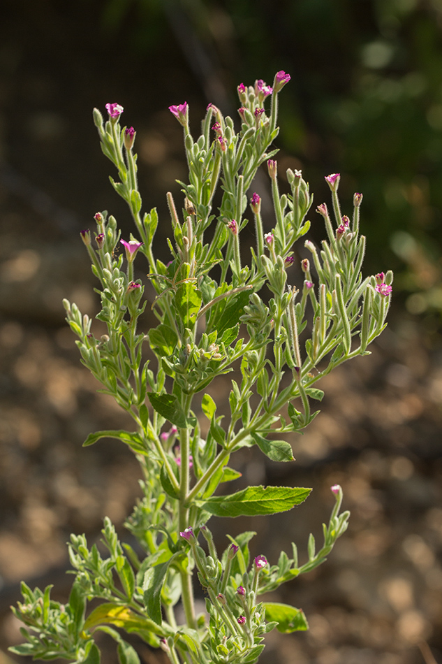 Изображение особи Epilobium villosum.