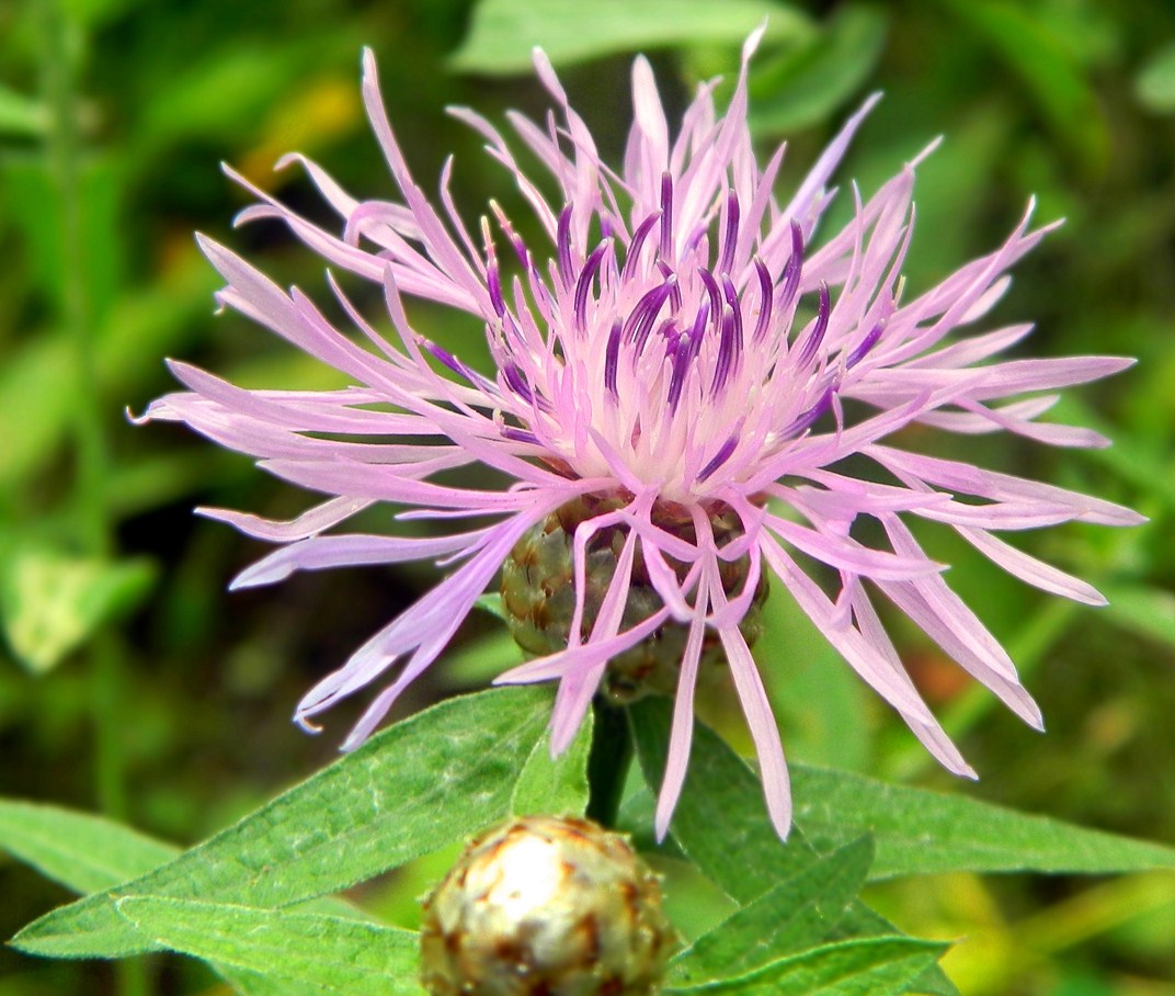 Изображение особи Centaurea jacea.