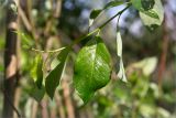 Salix phylicifolia. Верхушка побега с молодыми листьями. Санкт-Петербург, Петергоф, Луговой парк. 25.05.2014.