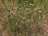 Achillea setacea. Цветущие растения. Ростовская обл., Неклиновский р-н, Самбекское с/п, дол. р. Самбек. 15.06.2014.