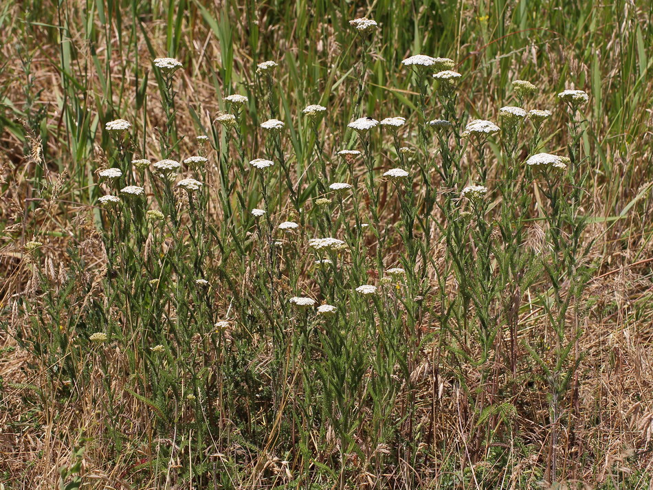 Изображение особи Achillea setacea.