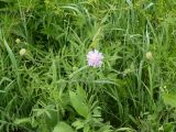 Knautia arvensis