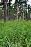 Lilium pilosiusculum